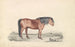 Shetland-hest - James Stewart — visning af kunstværket