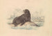 Lion de mer d'Amérique du Sud - James Stewart — visning af kunstværket
