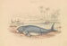 Le Dugong - James Stewart — visning af kunstværket