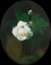 Rose hvid - James Stuart Park — visning af kunstværket