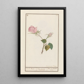 Jan Anton Garemyn - Roos Rosa.webp