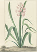 La jacinthe rose Rex Rubrorum - Jan Augustini — visning af kunstværket