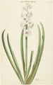 La jacinthe rose et blanche Gloria Florum Suprema - Jan Augustini — visning af kunstværket