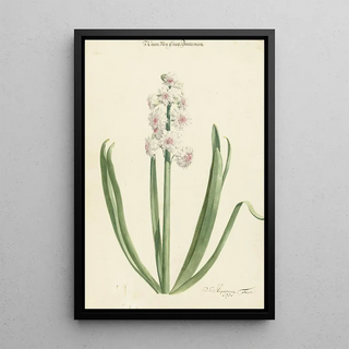 Jan Augustini - De rozewitte hyacint Kroon van Groot Brittanien.webp