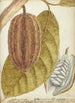 Cacao - Jan Brandes — visning af kunstværket