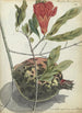 Granatæble og blomst - Jan Brandes — visning af kunstværket