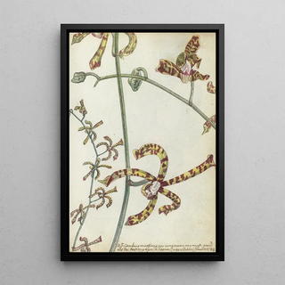 Jan Brandes - Oostindische bloem cambang matjang.webp