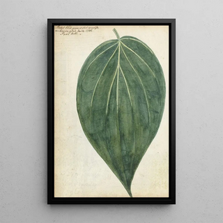 Jan Brandes - Sirih of betelblad.webp