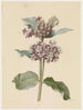 Asclepias-blomstrende arter - Jan Jacob Goteling Vinnis — visning af kunstværket