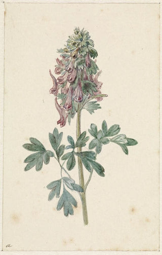 Jan Jacob Goteling Vinnis - Bloeiende Corydalis bulbosa.webp