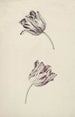 Deux tulipes blanc et rouge - Jan Jansz van der Vinne — visning af kunstværket