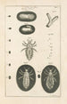 Le livre de la nature ou L'histoire des insectes Pl01 - Jan Swammerdam — visning af kunstværket
