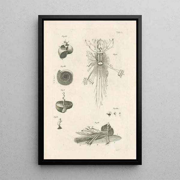 Jan Swammerdam - The book of nature or The history of insects Pl06.webp
