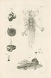 Le livre de la nature ou L'histoire des insectes Pl06 - Jan Swammerdam — visning af kunstværket