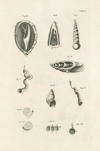 Jan Swammerdam - The book of nature or The history of insects Pl07.webp