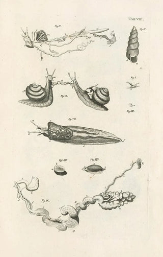 Jan Swammerdam - The book of nature or The history of insects Pl08.webp