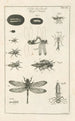Le livre de la nature ou L'histoire des insectes Pl12 - Jan Swammerdam — visning af kunstværket