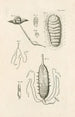 Le livre de la nature ou L'histoire des insectes Pl24 - Jan Swammerdam — visning af kunstværket