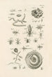 Le livre de la nature ou L'histoire des insectes Pl26 - Jan Swammerdam — visning af kunstværket
