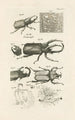 Le livre de la nature ou L'histoire des insectes Pl30 - Jan Swammerdam — visning af kunstværket