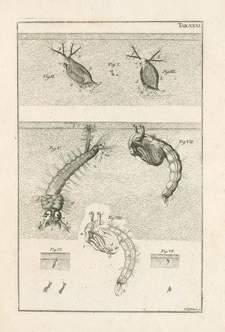 Jan Swammerdam - The book of nature or The history of insects Pl31.webp