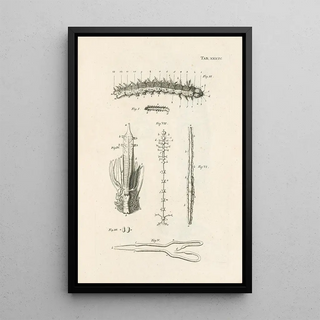 Jan Swammerdam - The book of nature or The history of insects Pl34.webp
