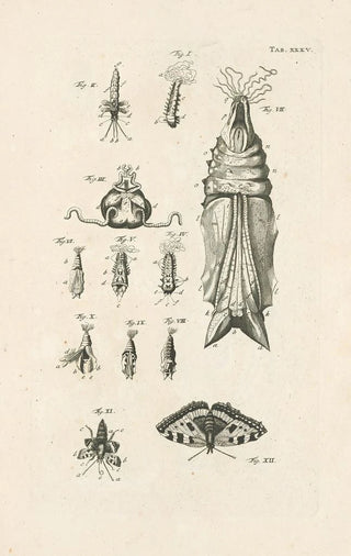 Jan Swammerdam - The book of nature or The history of insects Pl35.webp