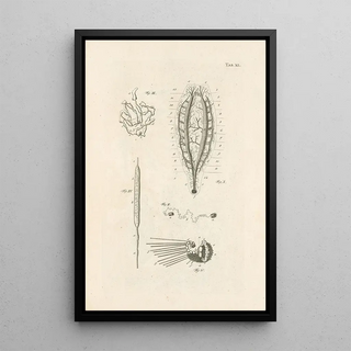 Jan Swammerdam - The book of nature or The history of insects Pl40.webp