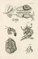 Le livre de la nature ou L'histoire des insectes Pl47 - Jan Swammerdam — visning af kunstværket
