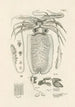 Le livre de la nature ou L'histoire des insectes Pl50 - Jan Swammerdam — visning af kunstværket