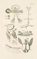 Le livre de la nature ou L'histoire des insectes Pl52 - Jan Swammerdam — visning af kunstværket