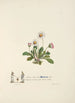 Marguerites - Jane Elizabeth Giraud — visning af kunstværket
