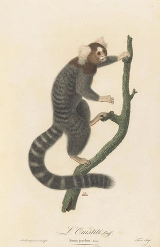 JeanBaptiste Audebert - LOuistiti.webp