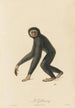 Le Gibbon - Jean-Baptiste Audebert — visning af kunstværket