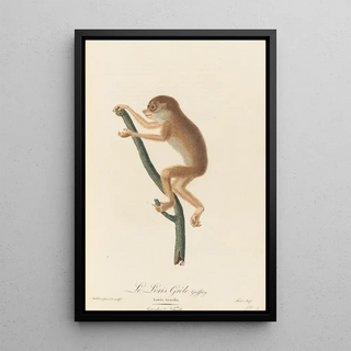 JeanBaptiste Audebert - Le Loris grle.webp