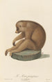 Le Loris paresseux - Jean-Baptiste Audebert — visning af kunstværket