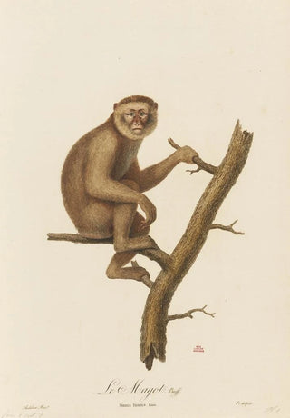 JeanBaptiste Audebert - Le Magot.webp