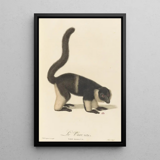 JeanBaptiste Audebert - Le Vari varit a.webp