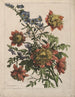Bouquet - Jean-Baptiste Monnoyer — visning af kunstværket