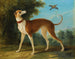 Lévrier i et landskab - Jean-Baptiste Oudry — visning af kunstværket