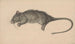 Rat mort - Jean Bernard — visning af kunstværket