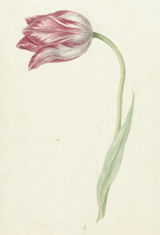 Jean Bernard - Pink Tulip.webp