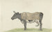 Vache debout avec couverture vers la gauche - Jean Bernard — visning af kunstværket
