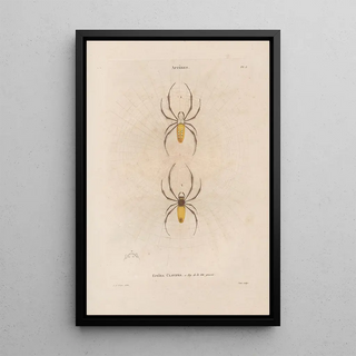 Jean Gabriel Pretre - Insectes recueillis en Afrique et en Amrique Pl02.webp