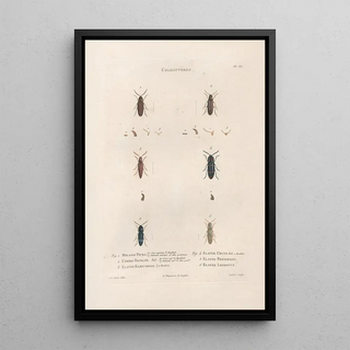 Jean Gabriel Pretre - Insectes recueillis en Afrique et en Amrique Pl10.webp