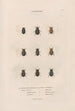 Insekter indsamlet i Afrika og Amerika Pl16 - Jean Gabriel Prêtre — visning af kunstværket