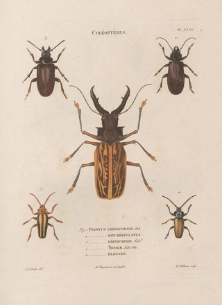 Jean Gabriel Pretre - Insectes recueillis en Afrique et en Amrique Pl32.webp