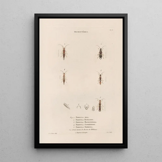 Jean Gabriel Pretre - Insectes recueillis en Afrique et en Amrique Pl36.webp