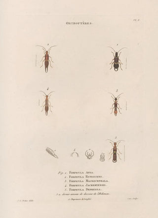 Jean Gabriel Pretre - Insectes recueillis en Afrique et en Amrique Pl36.webp