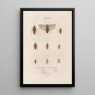 Jean Gabriel Pretre - Insectes recueillis en Afrique et en Amrique Pl37.webp